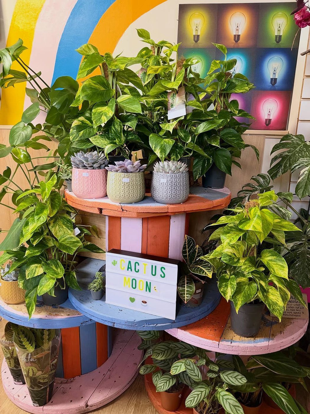 Potted plants and succulents on a painted wooden stand in front of a rainbow-striped wall at Cactus Moon